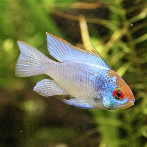 Microgeophagus ramirezi electric blue - Südamerikanischer Schmetterlingbuntbarsch electric blue XL